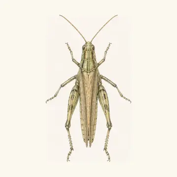 메뚜기